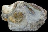 Iridescent Discoscaphites Ammonite - South Dakota #73863-2